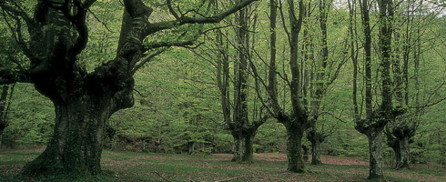 Hayas trasmochas de Aldazitala, cerca del puerto de Urkiola. La madera de estas hayas constituyó hasta mediados del siglo XX una importante fuente de riqueza para los carboneros de Urkiola