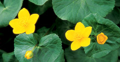 Marsh marigold