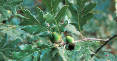 Pyrenean oak