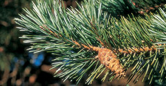 Scots Pine