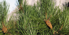 Corsican pine