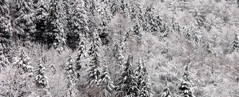 Cyprus and larch plantation at Urkiola pass The Lawson cypress and the Japanese larch are conifers that withstand the snow and low temperatures during the winter