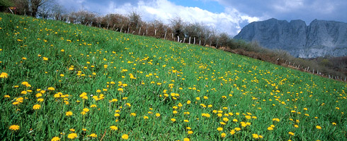 Mowing meadow at Urkiola pass Pastureland is fundamental for livestock raising, one of the longest-established traditional activities in Urkiola