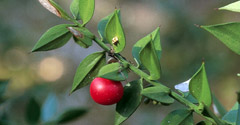 Rusco, brusco, arrayán silvestre