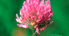 Meadow clover