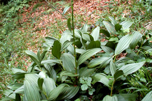 Veratrum album