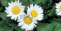 Common daisy